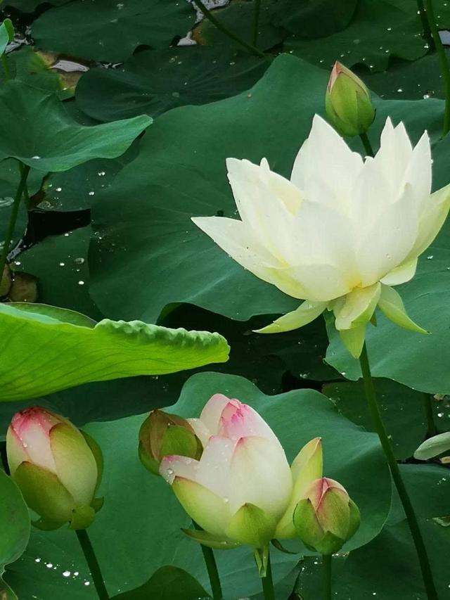 为“荷”而来观大典