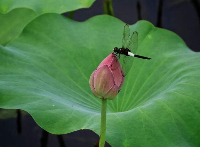 为“荷”而来观大典