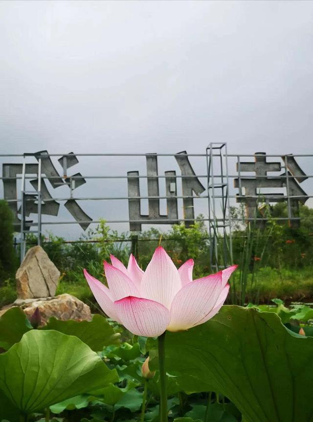 为“荷”而来观大典