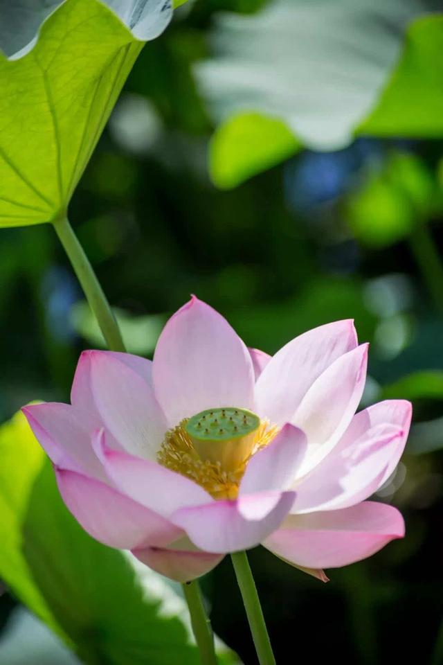 为“荷”而来观大典