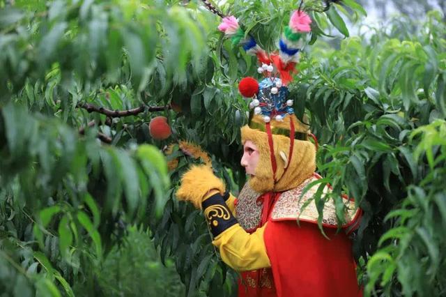 “孙悟空”“猪八戒”齐聚栾川，千斤蟠桃免费送游客!