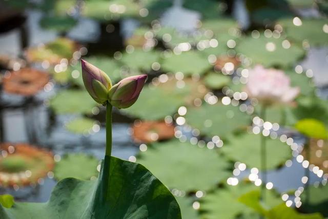 围观!“莲莲”不舍并蒂莲,现身《禅宗少林·音乐大典》