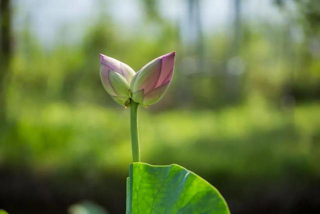 围观!“莲莲”不舍并蒂莲,现身《禅宗少林·音乐大典》