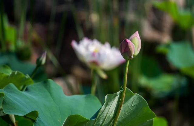 围观!“莲莲”不舍并蒂莲,现身《禅宗少林·音乐大典》
