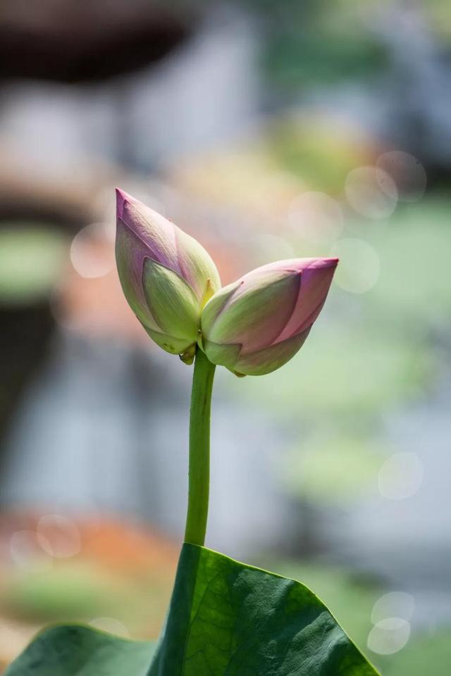 围观!“莲莲”不舍并蒂莲,现身《禅宗少林·音乐大典》