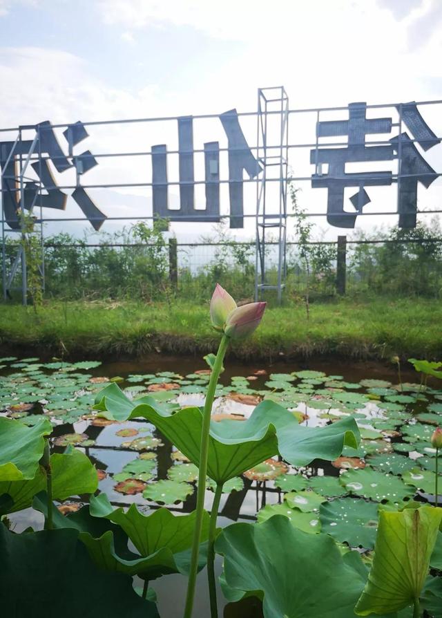 围观!“莲莲”不舍并蒂莲,现身《禅宗少林·音乐大典》