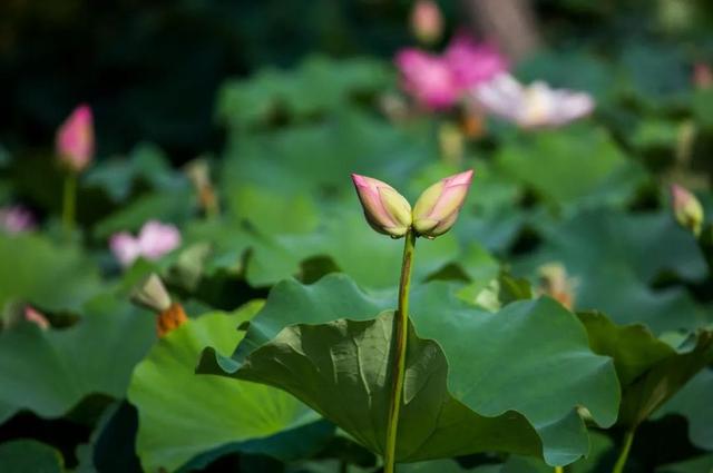 围观!“莲莲”不舍并蒂莲,现身《禅宗少林·音乐大典》