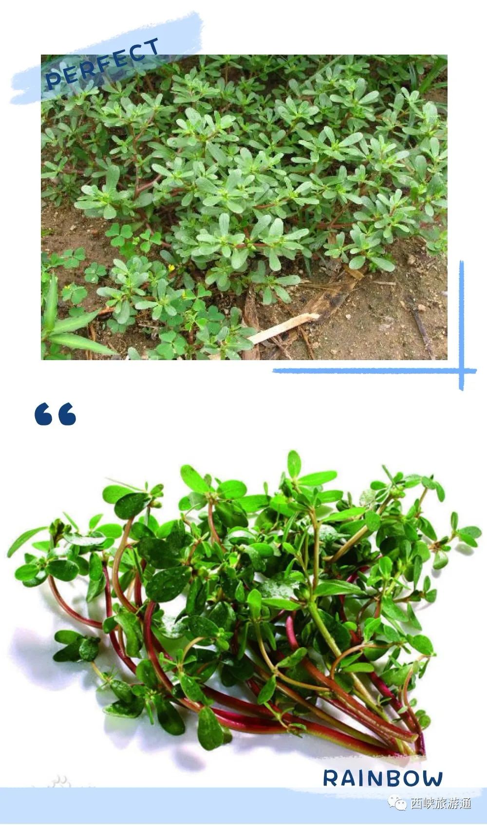 "吃春"去!西峡野菜正当时