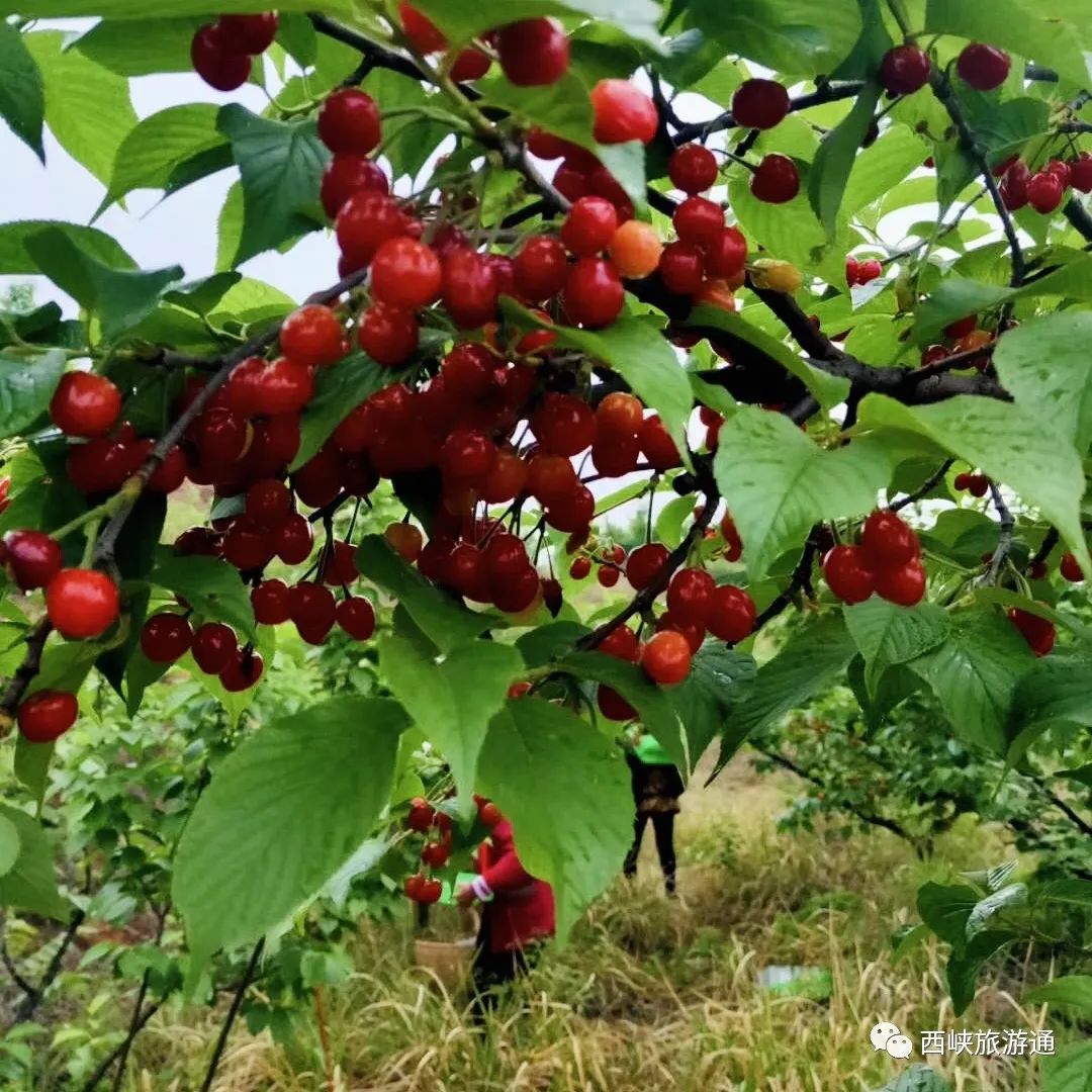 樱桃正当时,让我们一起相约新远方农场采摘吧!