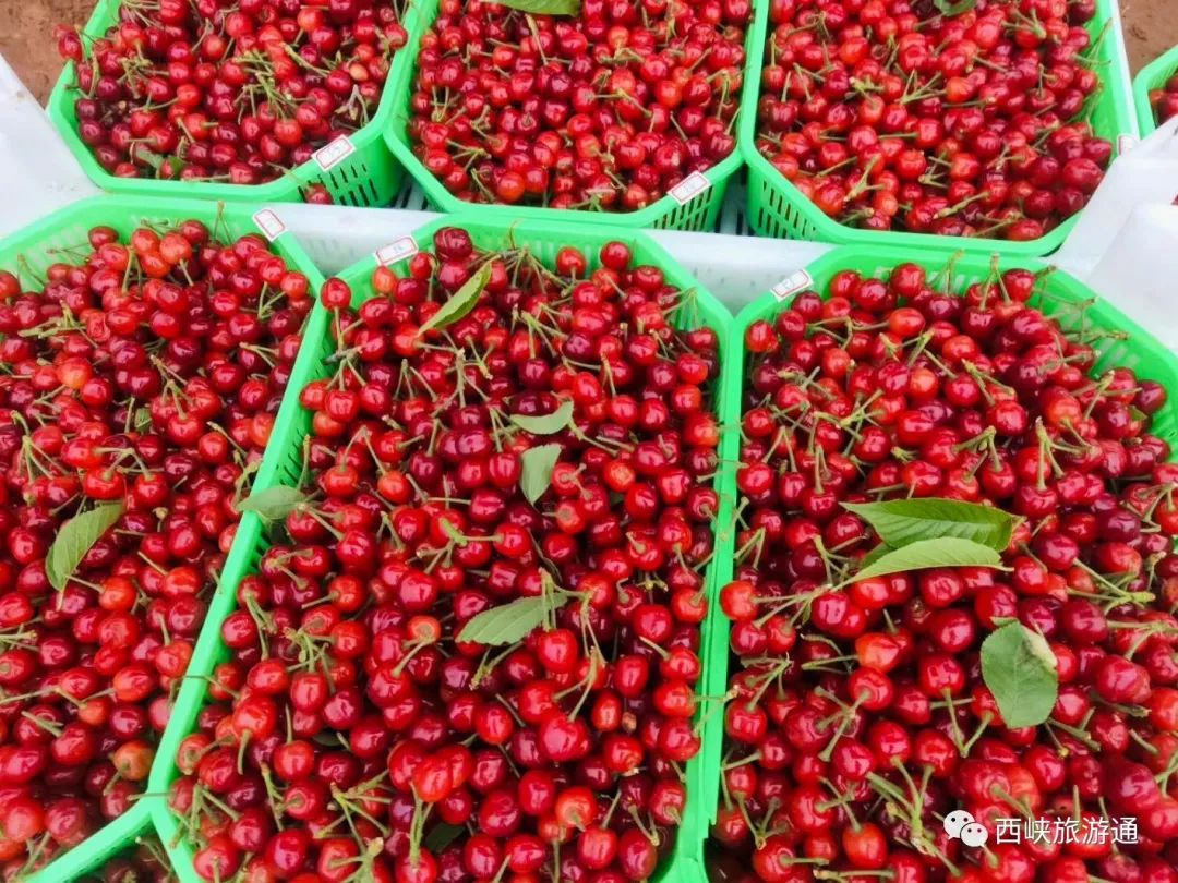 樱桃正当时,让我们一起相约新远方农场采摘吧!