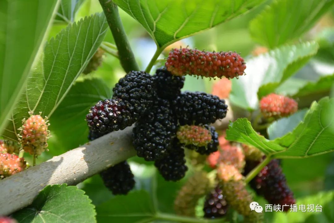 这个周末,组队去摘桑葚吧!