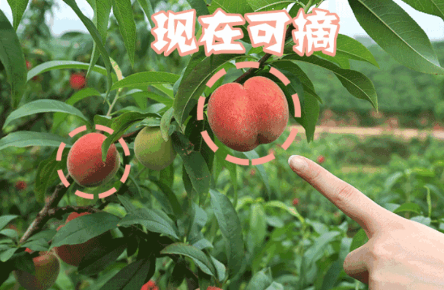 天然的,有机的,健康的,放心的吃过这里的桃才知道什么叫甜到心里~总之