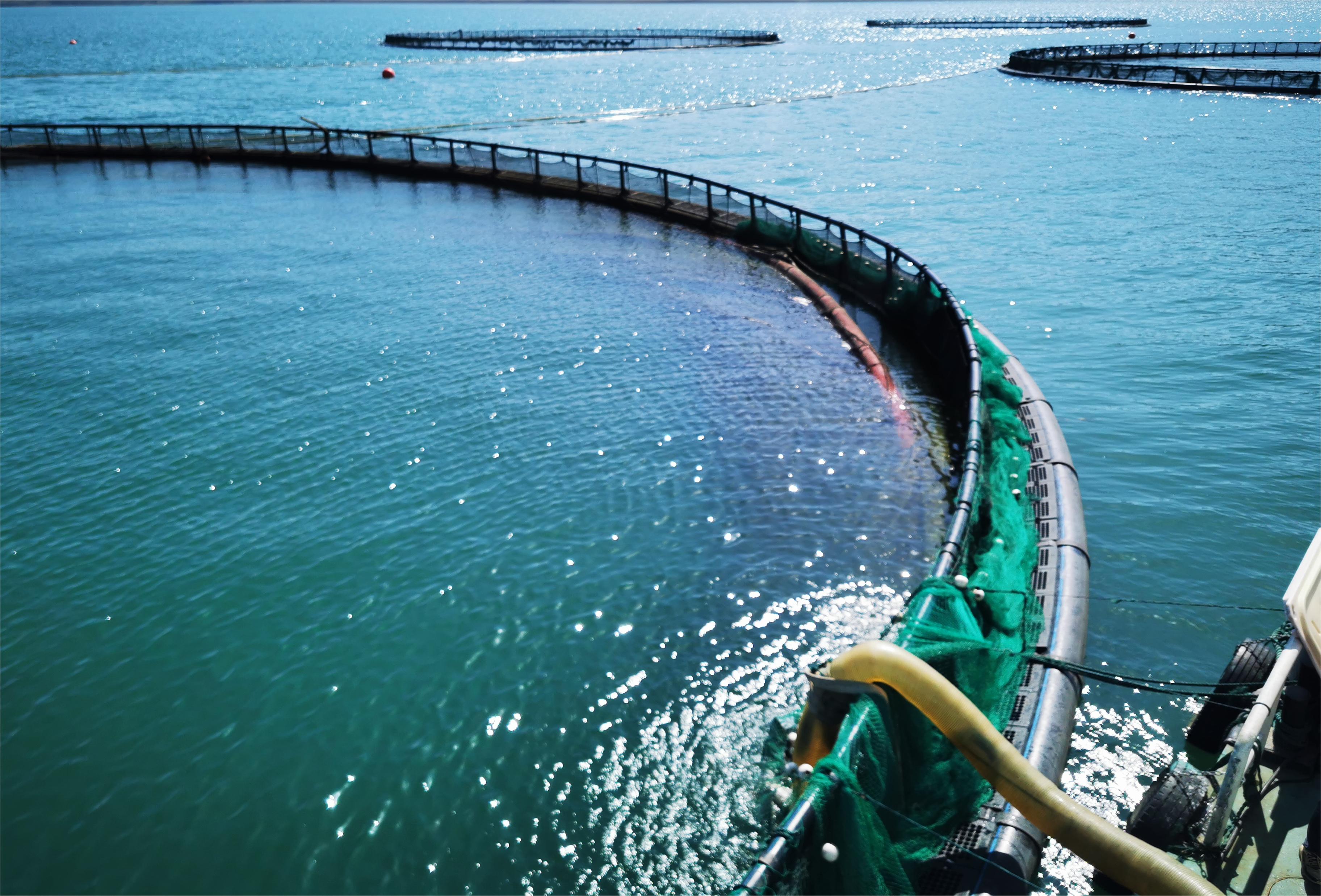 天山融水养出的三文鱼啥味道大河报记者探访新疆深山里的渔场