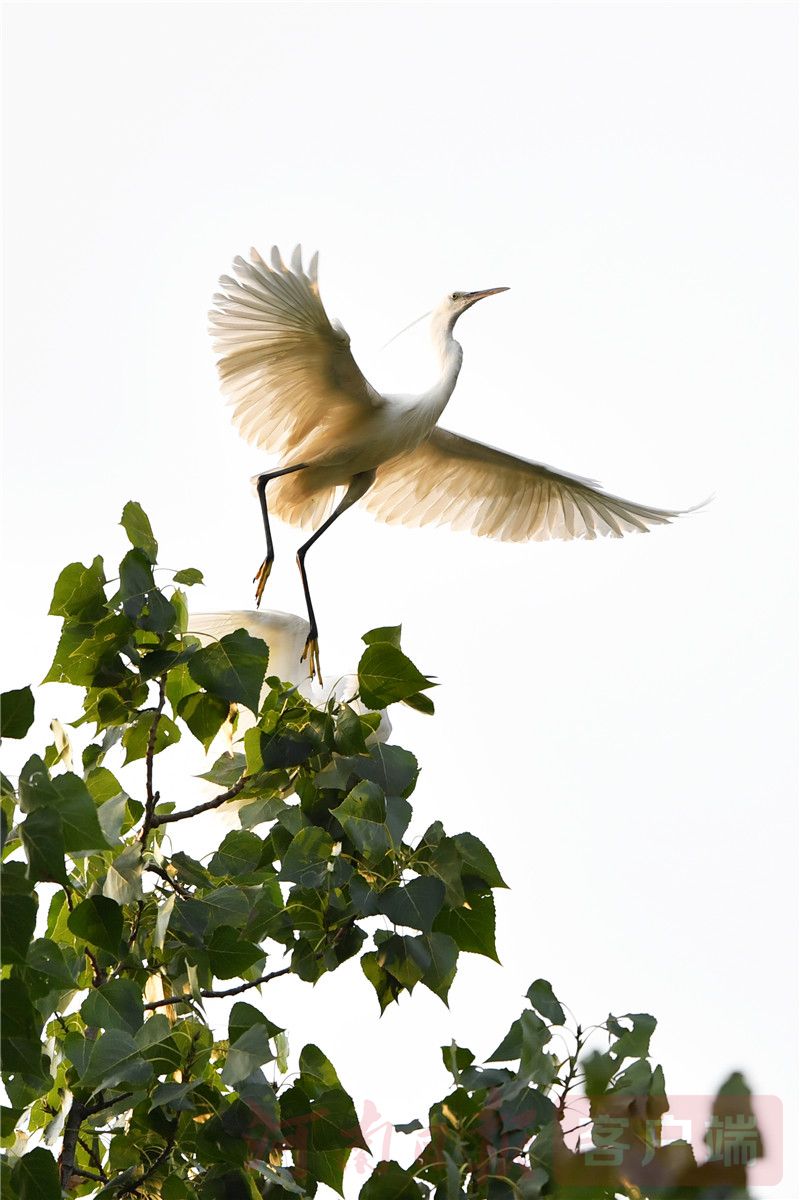 百名记者进百村|渚清沙白"鹭"飞回