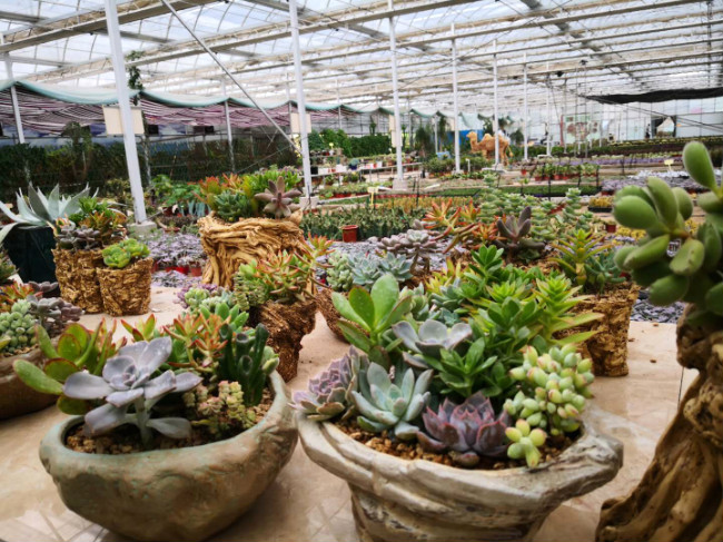 多肉种植基地 49ab041e2e2a2625fc4a4d1000651e29.jpg