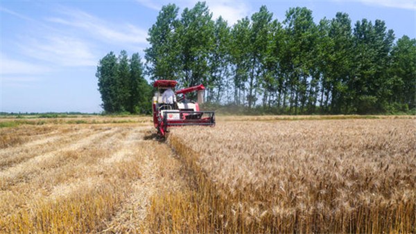 小满丨麦粒渐满丰收在望（河南麦收新图景）