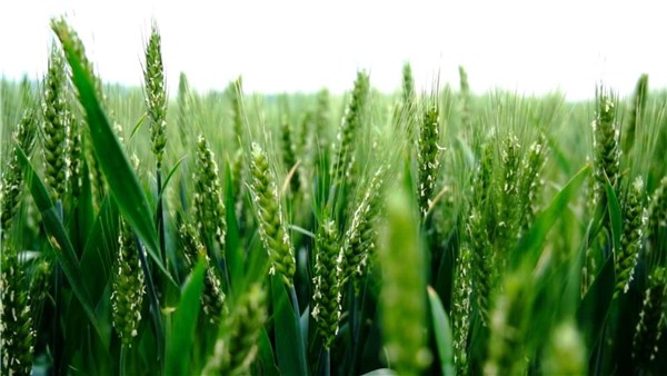 河南麦收新图景丨麦到小满日夜黄 黄河两岸待丰收