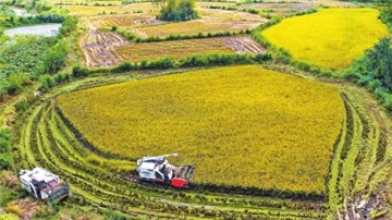 新时代 新征程 新伟业·豫见“三秋”丨养好水 种好稻