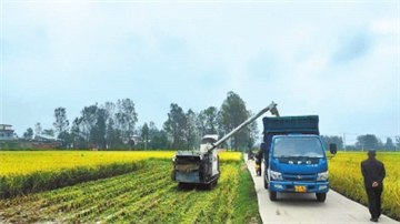 新时代 新征程 新伟业·豫见“三秋”丨坚决打好秋收关