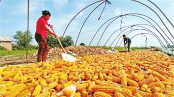 10798万亩！截至10月11日17时 河南秋收超九成