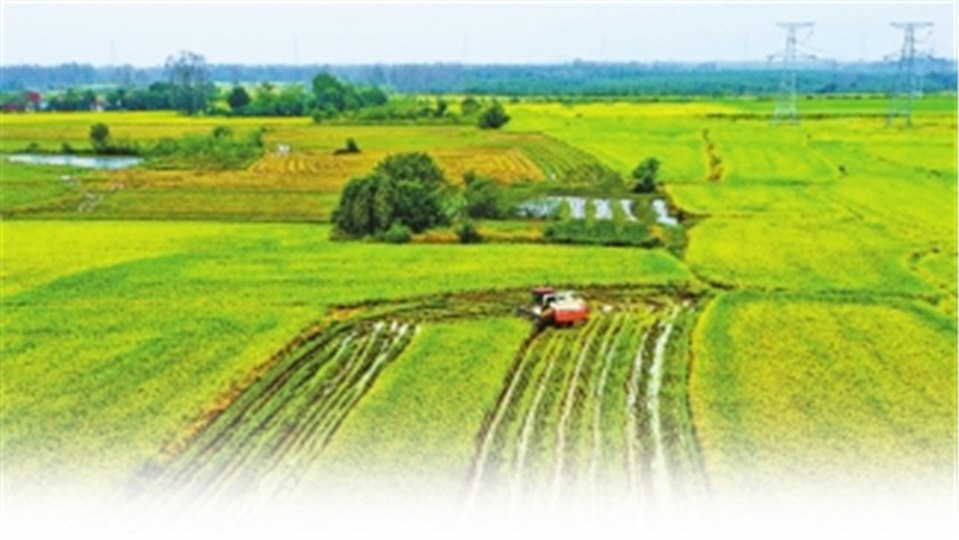 新时代 新征程 新伟业·豫见“三秋”丨乡村“龙头”挑