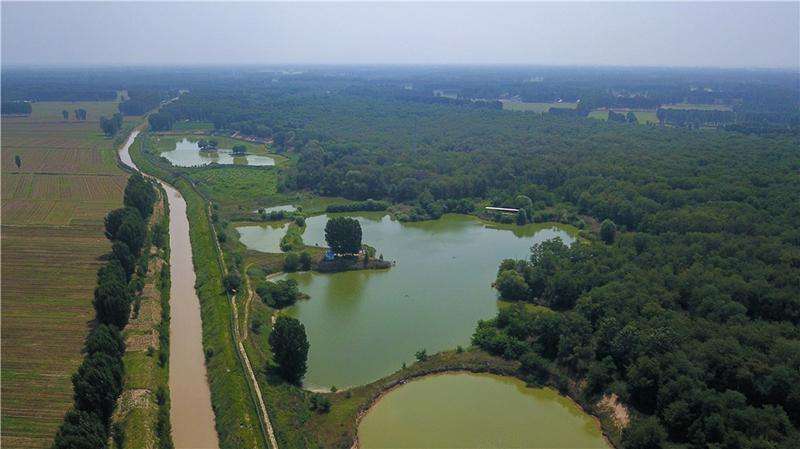 河南黄河滩区这片森林太美啦种下小镇长出钱景