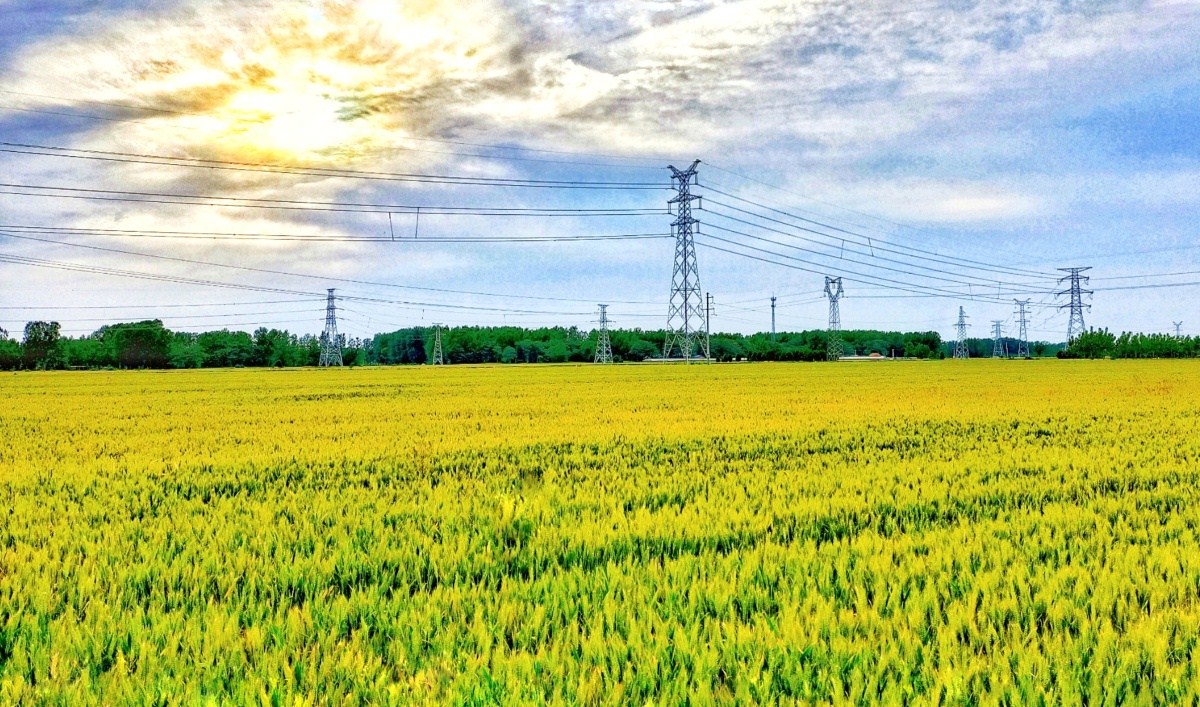 河南麦收新图景丨商丘柘城：麦浪飘香 丰收在望