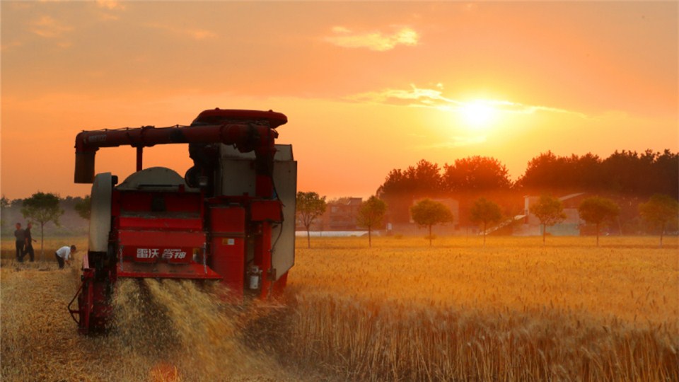 河南麦收新图景丨河南淮滨：小麦收割开镰