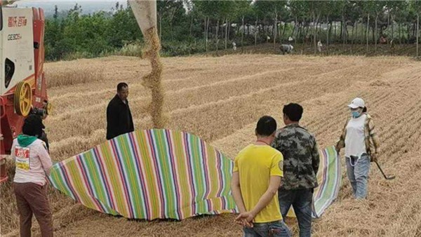 河南麦收新图景丨宝丰县李庄乡：小麦开镰收割 夏粮丰收