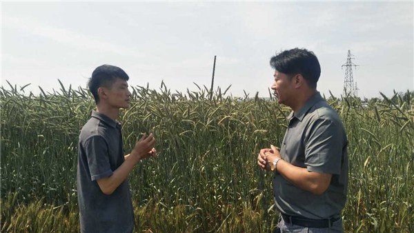 河南麦收新图景丨郏县长桥镇：小麦比人高 增产又高效