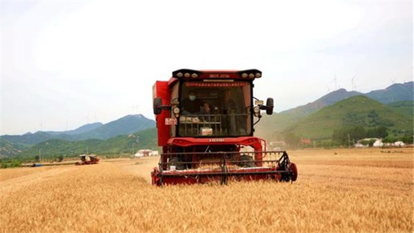 河南麦收新图景 | 驻马店驿城区小麦开镰收割 确保颗粒