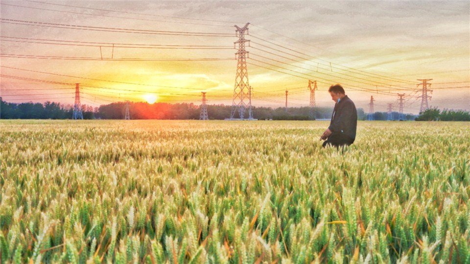  河南麦收新图景丨麦收前 “中国辣椒之都”柘城做好辣