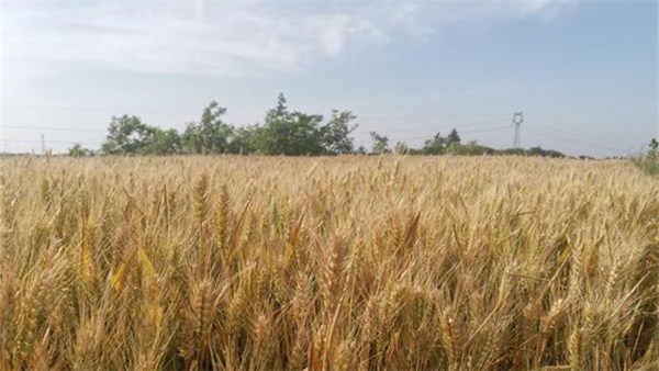 河南麦收新图景丨罗山：绿色种养 开启生态循环农业新模