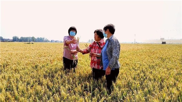  河南麦收新图景丨预计亩产920多斤，开封杞县小麦丰收在