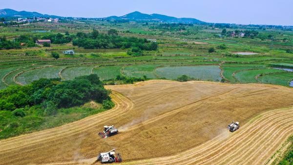  河南麦收新图景丨光山：“三夏” 收麦忙