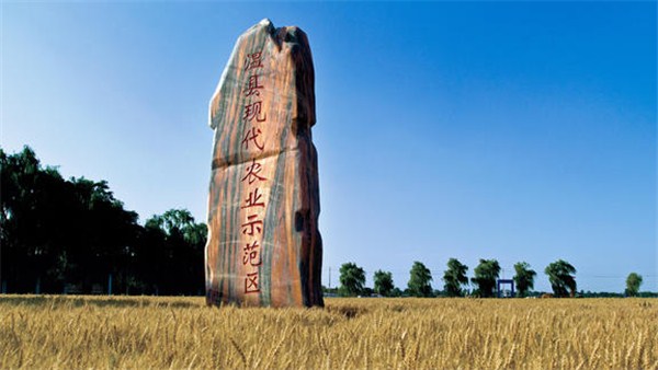 河南麦收新图景 丨温县38.1万亩小麦将开镰 13000余台（