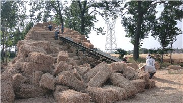  河南麦收新图景丨郏县长桥镇：秸秆循环利用变废为“宝