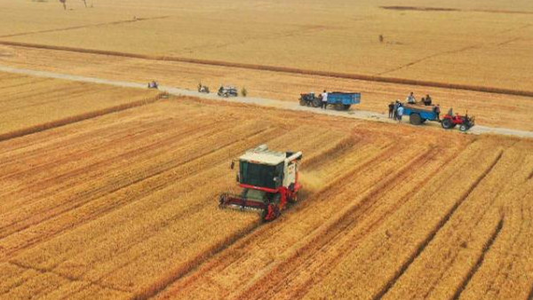 河南麦收新图景 | 这场短时强降雨为何在农业专家眼中