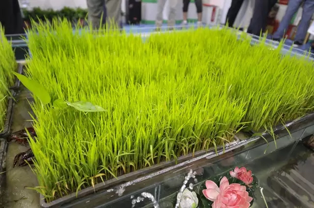 芽状元亮相中国农洽会 玩转古法豆芽的创新表达