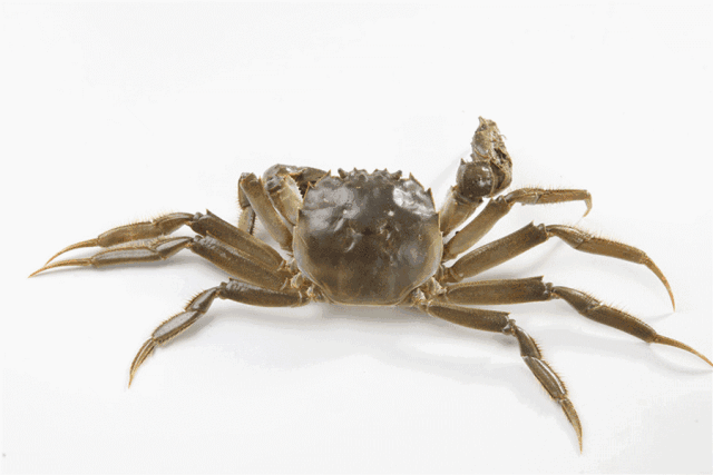 阿五黄河大鲤鱼应季菜品新增大闸蟹