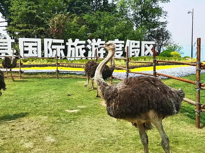 五一出游来银基,泡温泉、玩冰雪、逗神兽