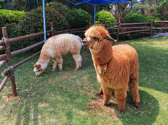 五一出游来银基,泡温泉、玩冰雪、逗神兽
