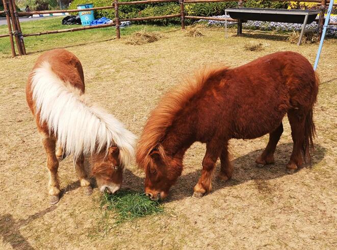 五一出游来银基,泡温泉、玩冰雪、逗神兽