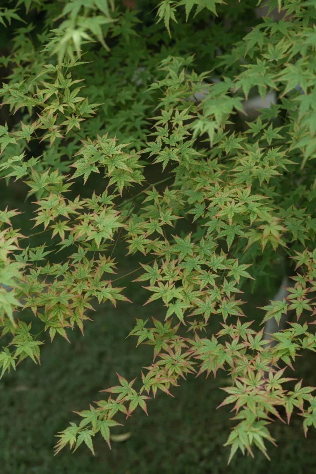 草地是暖茸茸的一种绿,栎树,鸡爪槭,银杏,枫树,绣球树……各种知名不