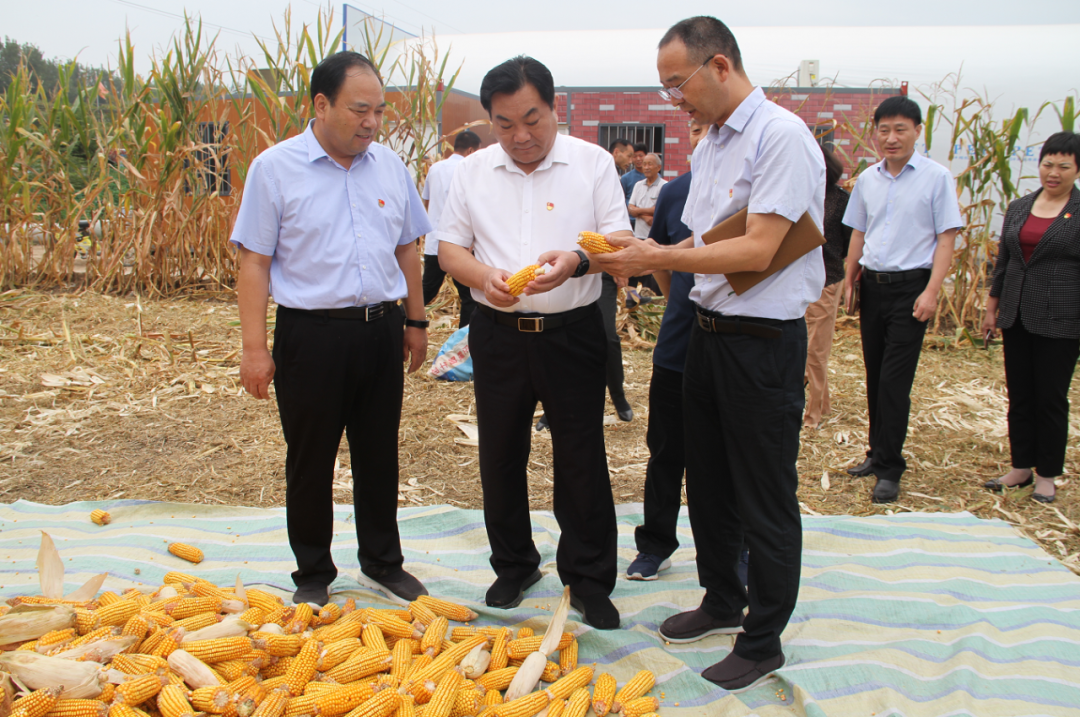 太康县委书记王国玺深入乡镇调研三秋生产,控尘禁烧,产业扶贫等工作