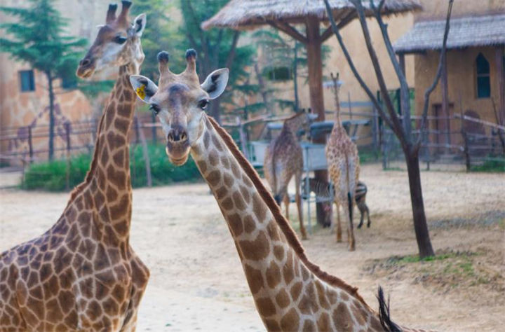 银基国际旅游度假区