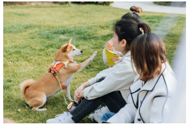 普罗理想国到底是哪些人选择了宠物友好社区