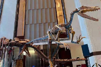 【河南自然博物馆】郑州美盛喜来登酒店恐龙展