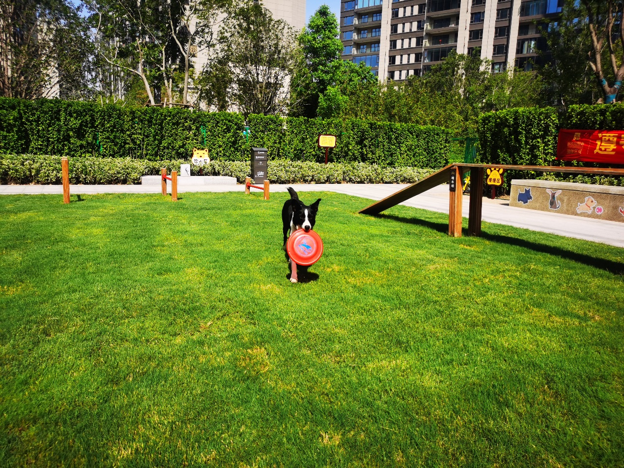 碧桂园天琴苑小区定期开展线上 线下萌宠活动,线上通过建立萌宠交流群