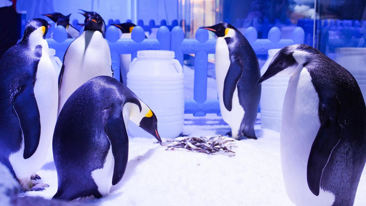 郑州海昌海洋公园